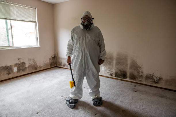 Best Basement Mold Removal  in Waterford, WI